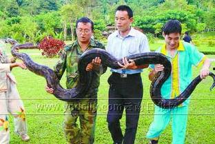 新闻爆料巨蟒,神秘生物引发广泛关注  第3张 新闻爆料巨蟒,神秘生物引发广泛关注  第3张