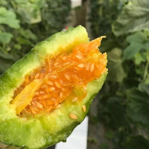 吃瓜网红高清头像,揭秘吃瓜网红高清头像背后的魅力  第2张 吃瓜网红高清头像,揭秘吃瓜网红高清头像背后的魅力  第2张