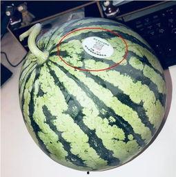 吃瓜网红高清头像,揭秘吃瓜网红高清头像背后的魅力  第3张 吃瓜网红高清头像,揭秘吃瓜网红高清头像背后的魅力  第3张