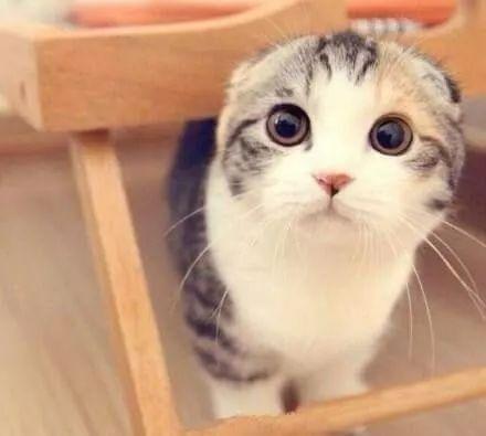 娱乐吃瓜君和折耳猫后续,一场跨界奇遇记  第2张 娱乐吃瓜君和折耳猫后续,一场跨界奇遇记  第2张