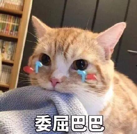 娱乐吃瓜君和折耳猫后续,一场跨界奇遇记  第3张 娱乐吃瓜君和折耳猫后续,一场跨界奇遇记  第3张